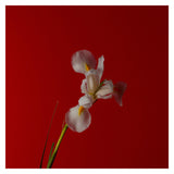 Abel PinkIris EDP Ingredient OrrisRoot