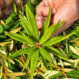 Labrador Tea Leaves