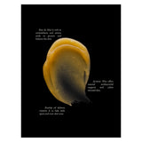 Monastery Attar - Information & Texture