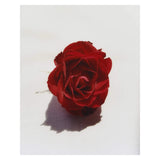 Monastery Cleansing Oil Ingredient - Rose