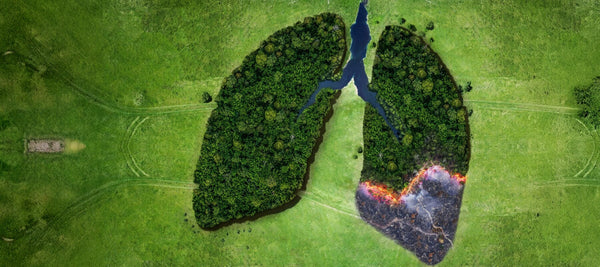 GSH+: The Best Defense Against Smoke Damage and Lung Irritation