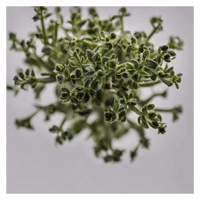 Enerex Oregano
