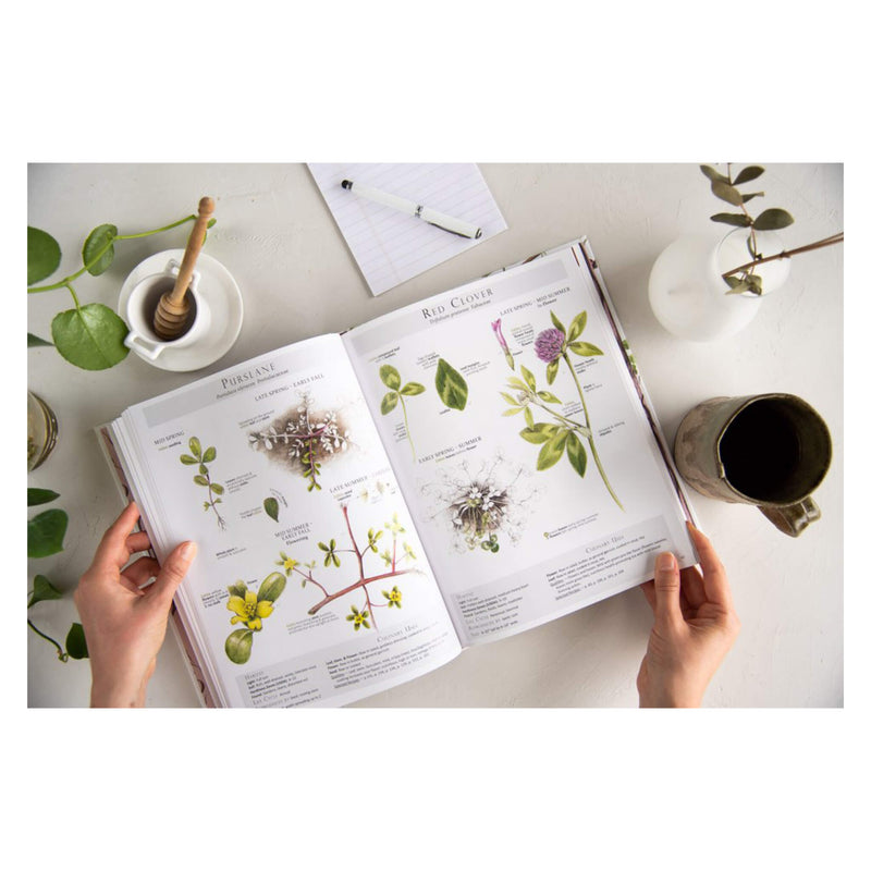 Foraging&Feasting Sample of OpenBook2
